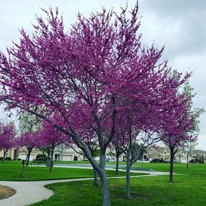 Meet your Posher, Marz